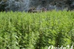 يوم دراسي حول الاستعمالات الإيجابية لنبتة الكيف